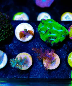 Wysiwyg 8 piece coral frags pack (fp1) pick up only sorry !