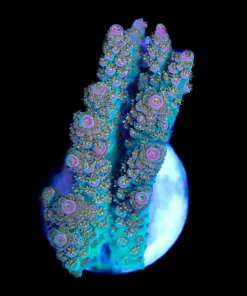 Wysiwyg Terry's Table Frag | Acropora Hyacinthus | Tabling Species (A10:B)