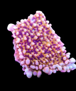 Wysiwyg Sun God Montipora | Montipora Capricornis | Crazy Spiral When Grown Out (A13)