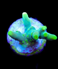 Wysiwyg Jade Dragon | Acropora Caroliniana | Deepwater , Rare Species (A14)