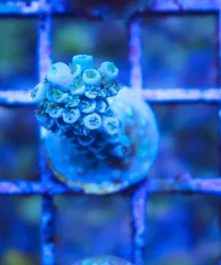 Wysiwyg Cookie Monster | Acropora Vermiculata | Very Blue (A14:B)