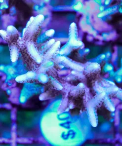 Wysiwyg Large Pink Goddess Birdsnest | Seriatopora Hystrix | Super Fast Growing & Easy (A15)