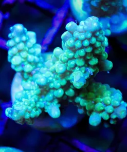 Wysiwyg Blue Tip Acropora Secale Frag (A16)