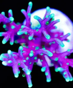 Wysiwyg Pruple Dragon | Acropora Carduus | Fast Growing | 1'' Frag (A3)