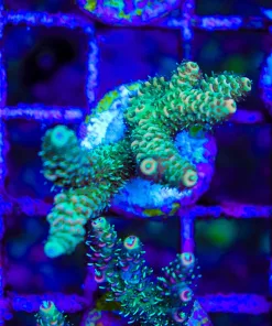 Wysiwyg Fuzzy Forest Millepora (A5)