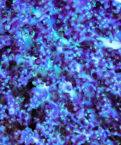 Wysiwyg Sub Zero Acropora Frag (A7:B)