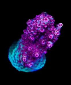 Wysiwyg ORA Red Planet | Acropora Hyacinthus | Tabling Species (A8)