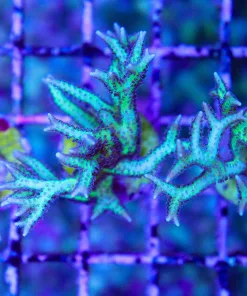 Wysiwyg Purple Cactus Birdsnest | Seriatopora Hystrix | Super Fast Growing (A8:B)
