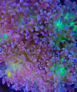 Wysiwyg Yoshi Frogspawn Single Head Frag (C1)