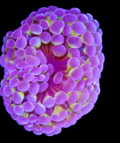 Wysiwyg Purple Gold Hammer Coral (C10)