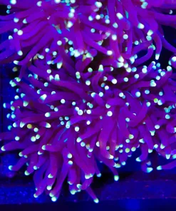 Wysiwyg Black Hornet Torch Coral Frag (C10)