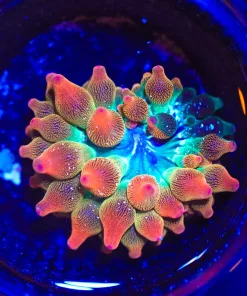 Wysiwyg Small Nexus Anemone (C100)