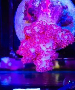 Wysiwyg Carnation Coral (C100)