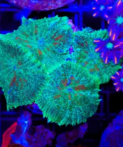 Wysiwyg Rhodactis Mushroom Rock (C101)