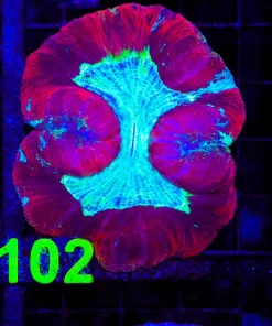 Wysiwyg Open Brain Coral (C102)
