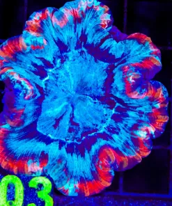 Wysiwyg Open Brain Coral (C103)