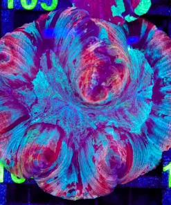 Wysiwyg Open Brain Coral XL (C104)