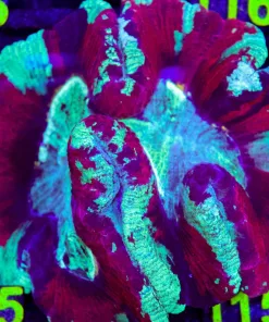 Wysiwyg Open Brain Coral XL (C105)