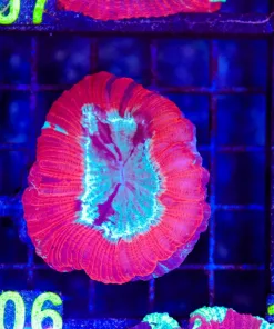 Wysiwyg Open Brain Coral (C106)