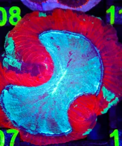 Wysiwyg Open Brain Coral (C107)