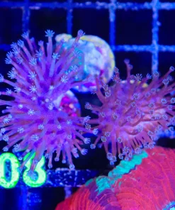 Wysiwyg 3for1 Leather Coral Frag Pack Combo (C108)