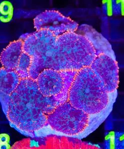 Wysiwyg Rhodactis Mushroom Coral (C108)
