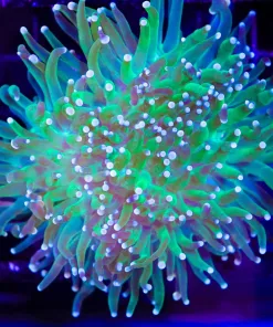 Wysiwyg X-L Torch Coral Frag Multi Splitting Head (C11)
