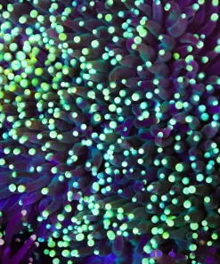 Wysiwyg Yellow Tip Torch Coral Frag (C11)