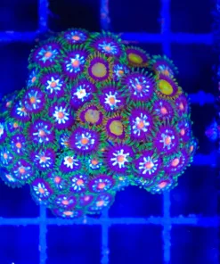Wysiwyg Pinwheel x King Midas HUGE Frag Combo Piece (C110)