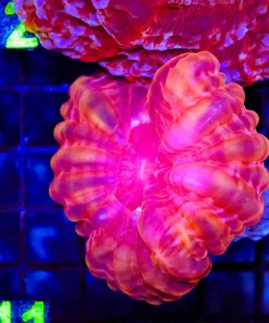 Wysiwyg Cynarina Coral (C111)
