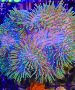 Wysiwyg Wild Caught Leather Coral Colony (C112)