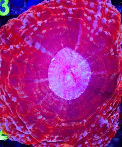 Wysiwyg Cynarina Coral (C112)