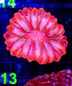 Wysiwyg Cynarina Coral (C113)