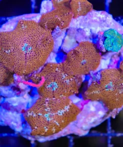 Wysiwyg Orange Sun Mushroom Colony Many Leads (C114)