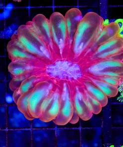 Wysiwyg Cynarina Coral (C114)