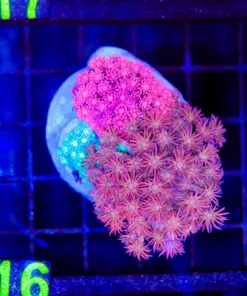 Wysiwyg Combo Flowerpot Coral (C116)