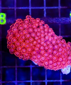Wysiwyg Flowerpot Coral (C117)