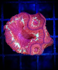 Wysiwyg Blastomussa Maxima (C118) Free Shipping ! NO Minimum Livestock Spend