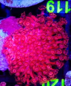 Wysiwyg Flowerpot Coral (C119)