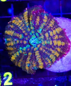 Wysiwyg Mushroom Coral (C12)