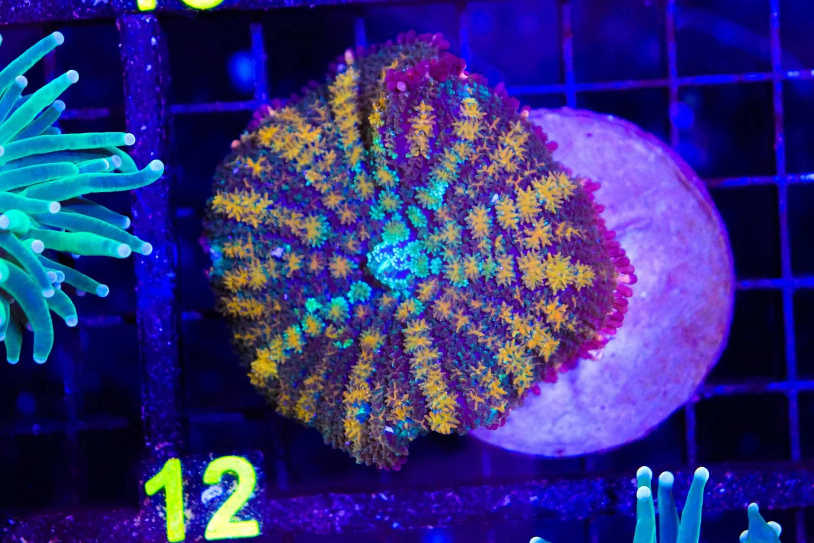 C12