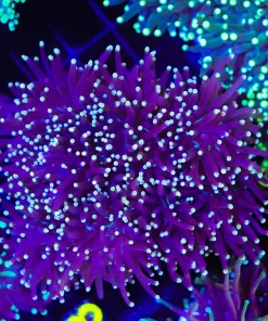 Wysiwyg Torch Coral Colony (C12)