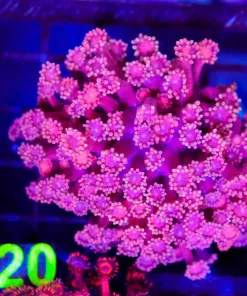 Wysiwyg Flowerpot Coral (C120)