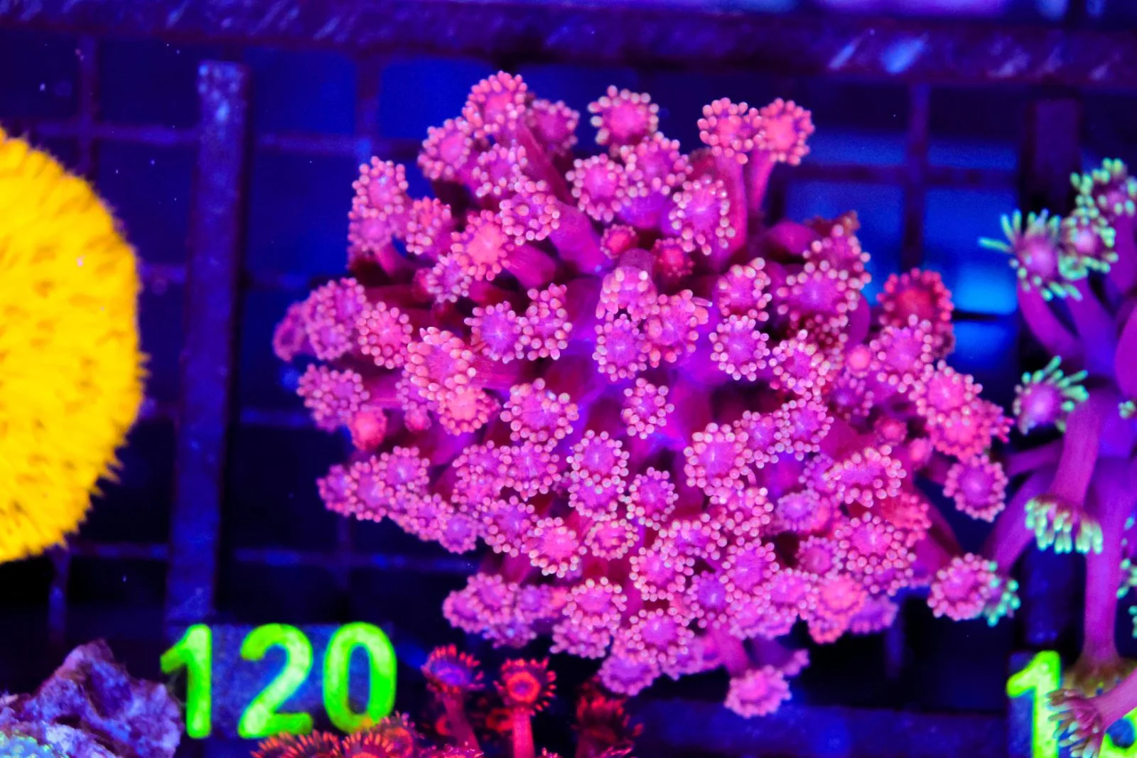 C120