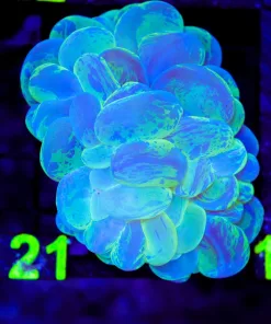 Wysiwyg Bubble Coral (C121)