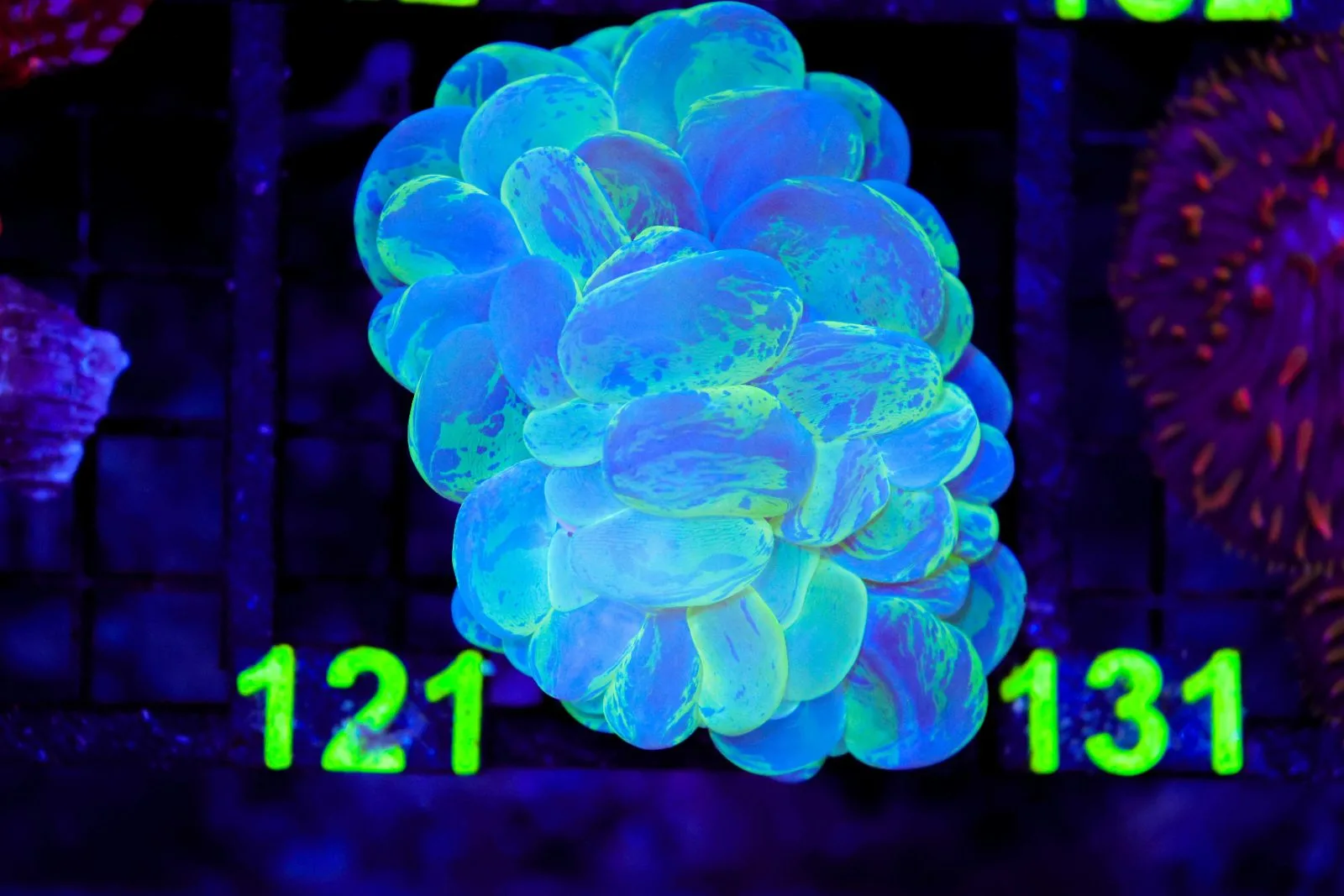 C121