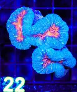 Wysiwyg Blue / Orange Lobophylia (C122)