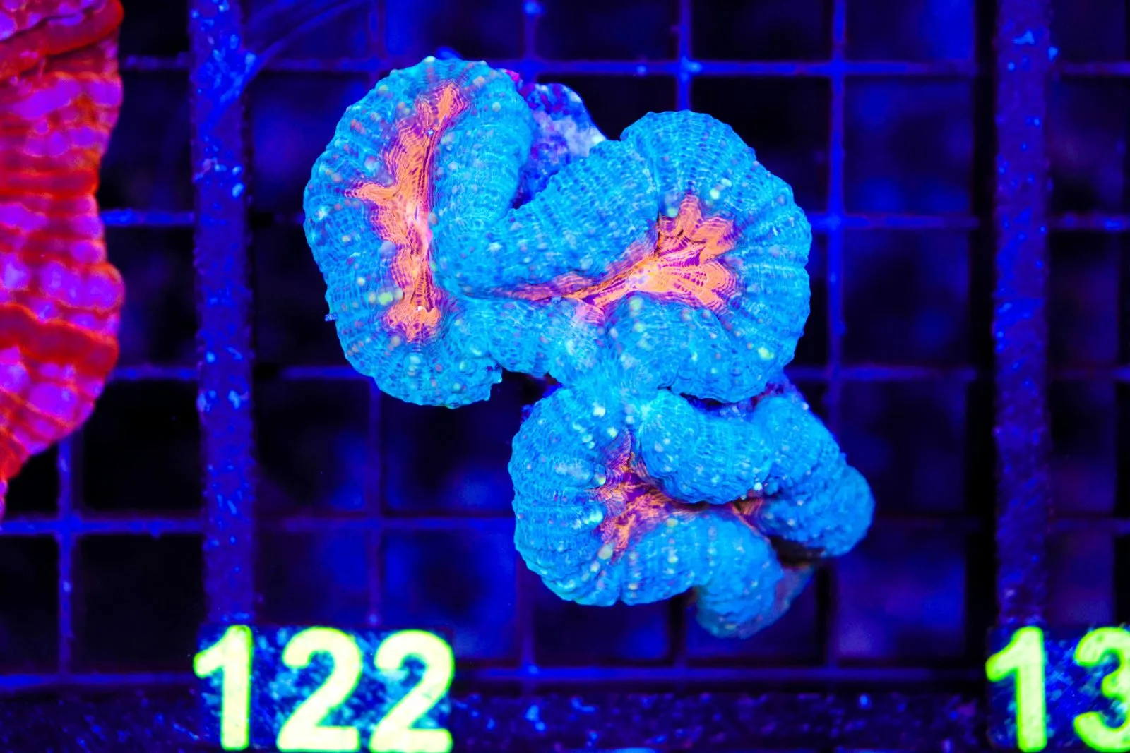 C122