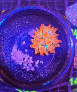 Wysiwyg Tiny Bubble Tip Anemone (C123)