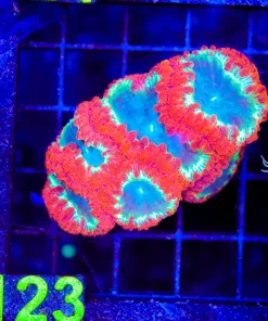 Wysiwyg Blastomussa Coral (C123)